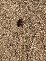 Pseudomethoca anthracina