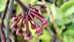 Hoya pubicalyx