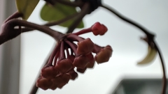 Hoya pubicalyx