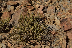 Cylindropuntia tesajo