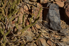 Cylindropuntia tesajo