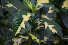 Graptophyllum pictum