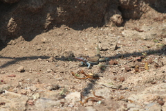 Aspidoscelis gularis colossus