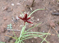 Cyperus rupestris