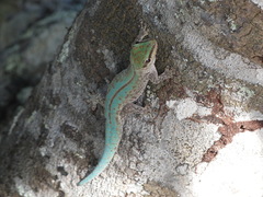 Phelsuma abbotti abbotti