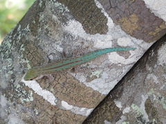 Phelsuma abbotti abbotti