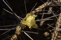 Cylindropuntia tesajo