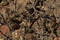 Cylindropuntia tesajo