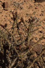 Cylindropuntia tesajo