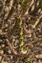 Cylindropuntia tesajo