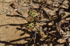 Cylindropuntia tesajo
