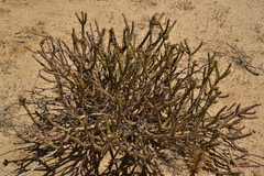 Cylindropuntia tesajo