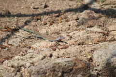 Aspidoscelis gularis colossus