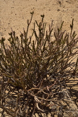 Cylindropuntia tesajo