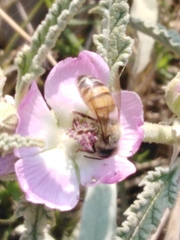 Apis mellifera