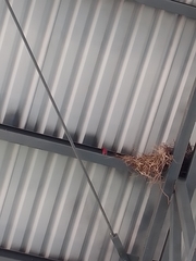 Pyrocephalus rubinus