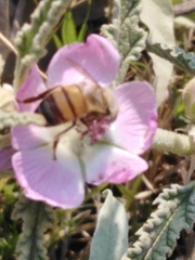 Apis mellifera