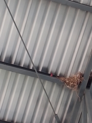 Pyrocephalus rubinus