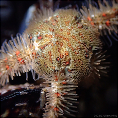 Ophiothrix spiculata image