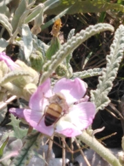 Apis mellifera