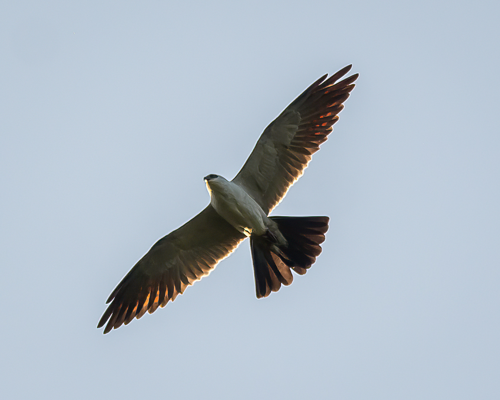 Mississippi Kite from Satsuma Community Garden on May 1, 2022 at 0636
