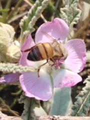 Apis mellifera