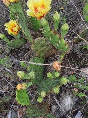 Opuntia leptocarpa