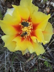 Opuntia leptocarpa