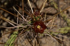 Cylindropuntia waltoniorum