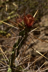 Cylindropuntia waltoniorum