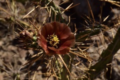 Cylindropuntia waltoniorum