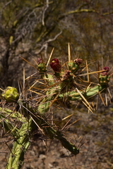 Cylindropuntia waltoniorum