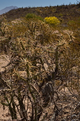 Cylindropuntia molesta