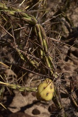 Cylindropuntia molesta