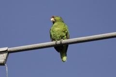 Amazona finschi × viridigenalis