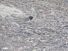 Junco hyemalis