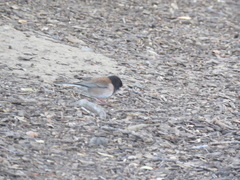 Junco hyemalis