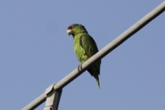 Amazona finschi × viridigenalis