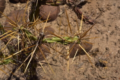 Cylindropuntia molesta