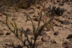 Cylindropuntia molesta