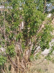 Prunus persica