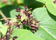 Matelea hirtelliflora