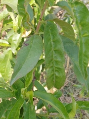 Prunus persica