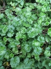 Alchemilla orbiculata