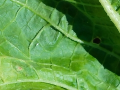 Bemisia argentifolii