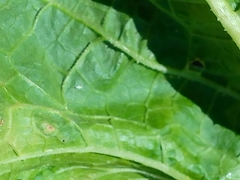 Bemisia argentifolii