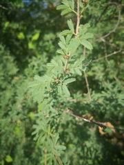 Vachellia farnesiana
