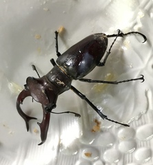 Lucanus elaphus