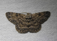 Hypomecis transcissa