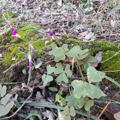 Oxalis semiloba